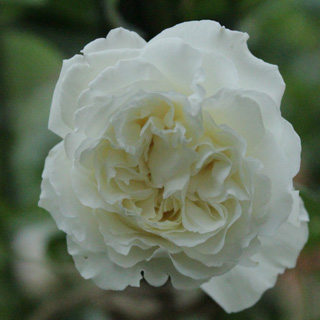 f:id:mio20100501:20190714053948j:plain f:id:mio20100501:20190714053948j:plain