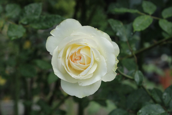 f:id:mio20100501:20190723170200j:plain f:id:mio20100501:20190723170200j:plain