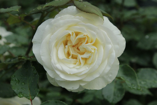 f:id:mio20100501:20190723170211j:plain f:id:mio20100501:20190723170211j:plain