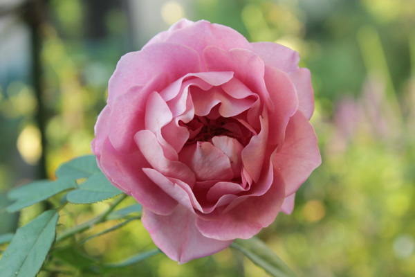 f:id:mio20100501:20190908073227j:plain f:id:mio20100501:20190908073227j:plain