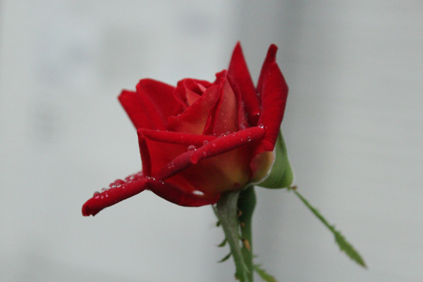 f:id:mio20100501:20191004203237j:plain f:id:mio20100501:20191004203237j:plain