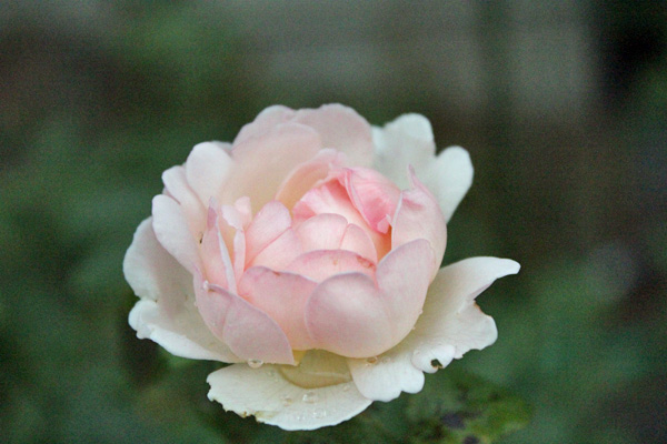 f:id:mio20100501:20191004203249j:plain f:id:mio20100501:20191004203249j:plain