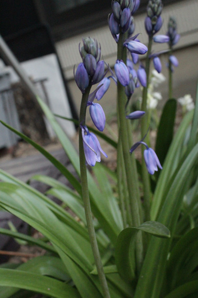 f:id:mio20100501:20200424153916j:plain f:id:mio20100501:20200424153916j:plain