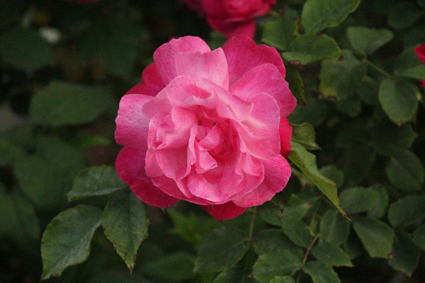 f:id:mio20100501:20200524073907j:plain f:id:mio20100501:20200524073907j:plain