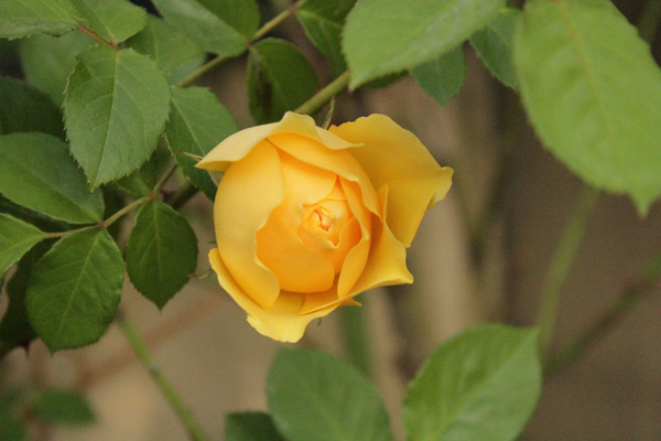 f:id:mio20100501:20200524074414j:plain f:id:mio20100501:20200524074414j:plain