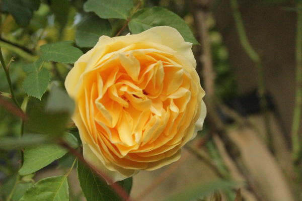 f:id:mio20100501:20200524074428j:plain f:id:mio20100501:20200524074428j:plain