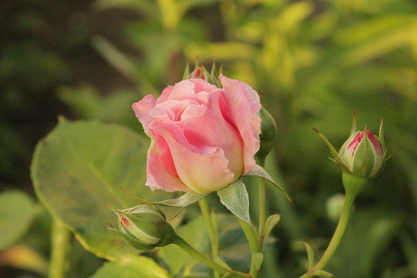 f:id:mio20100501:20200526055334j:plain