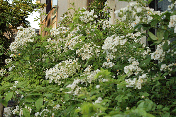 f:id:mio20100501:20200526060507g:plain