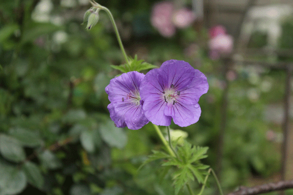 f:id:mio20100501:20200528203317g:plain f:id:mio20100501:20200528203317g:plain