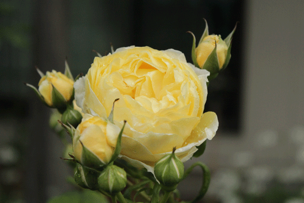 f:id:mio20100501:20200528204133g:plain f:id:mio20100501:20200528204133g:plain