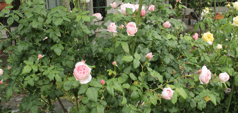 f:id:mio20100501:20200529094156g:plain f:id:mio20100501:20200529094156g:plain