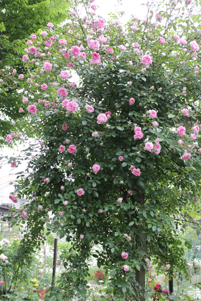 f:id:mio20100501:20200601154715g:plain f:id:mio20100501:20200601154715g:plain