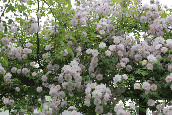 f:id:mio20100501:20200601154732g:plain f:id:mio20100501:20200601154732g:plain