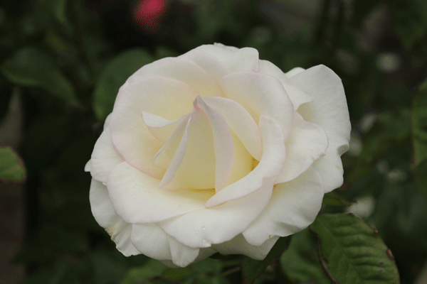 f:id:mio20100501:20200602051500g:plain f:id:mio20100501:20200602051500g:plain