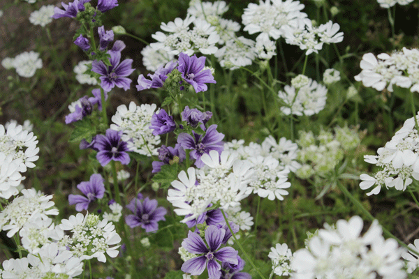 f:id:mio20100501:20200602051613g:plain f:id:mio20100501:20200602051613g:plain