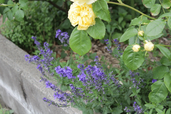 f:id:mio20100501:20200602051717g:plain f:id:mio20100501:20200602051717g:plain