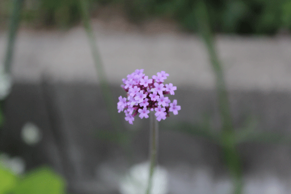 f:id:mio20100501:20200602051741g:plain f:id:mio20100501:20200602051741g:plain