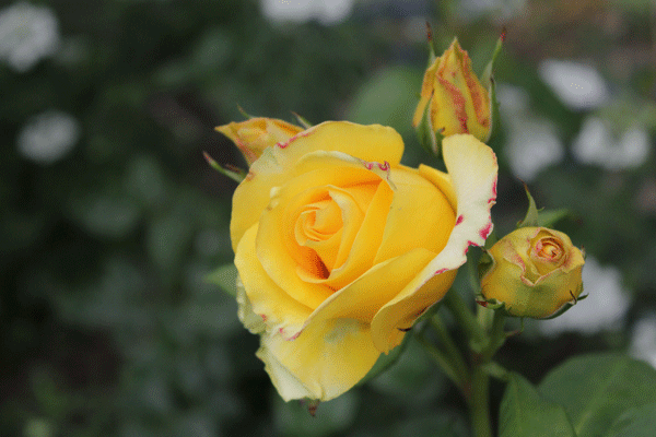 f:id:mio20100501:20200602051852g:plain f:id:mio20100501:20200602051852g:plain