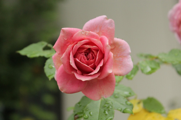 f:id:mio20100501:20200723103952j:plain