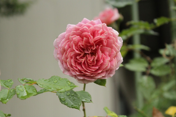 f:id:mio20100501:20200723104003j:plain