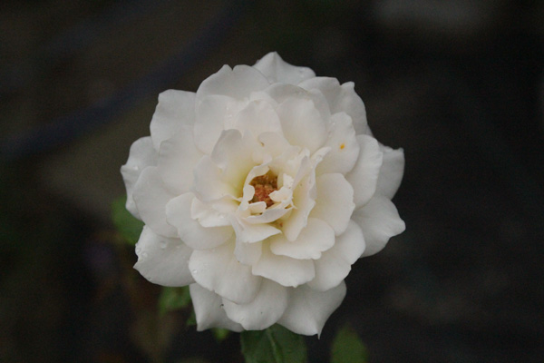 f:id:mio20100501:20200929171542j:plain