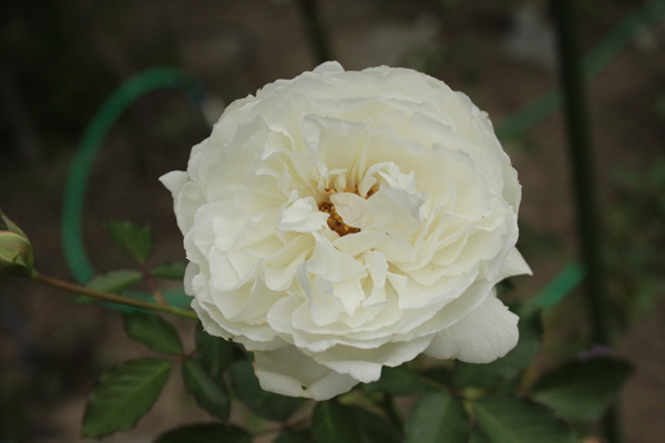 f:id:mio20100501:20201004063558j:plain f:id:mio20100501:20201004063558j:plain