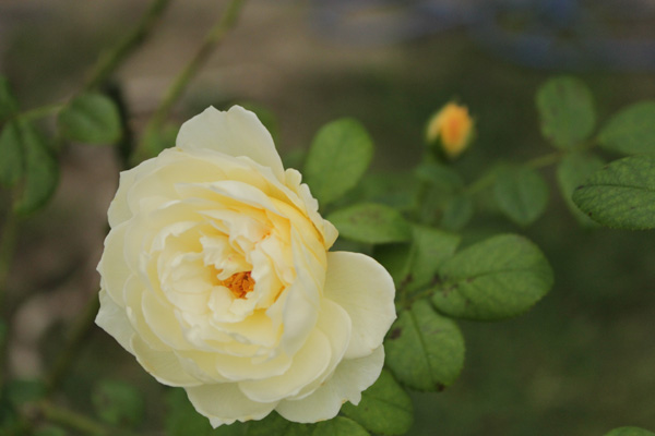 f:id:mio20100501:20201004063625j:plain f:id:mio20100501:20201004063625j:plain