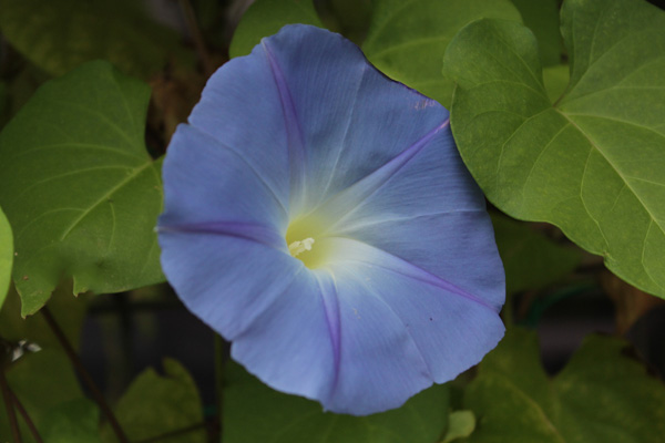 f:id:mio20100501:20201004063728j:plain f:id:mio20100501:20201004063728j:plain