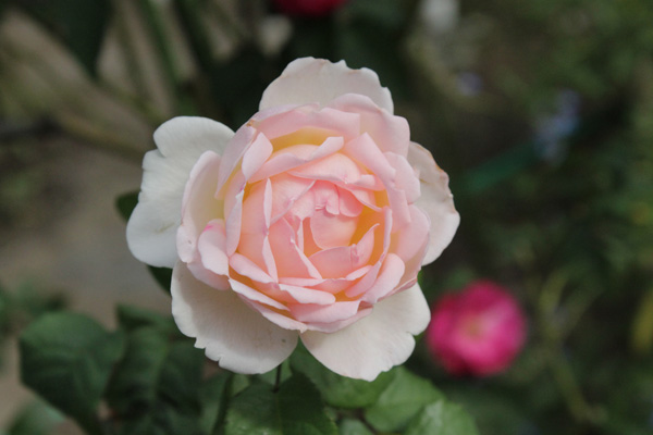 f:id:mio20100501:20201012095256j:plain f:id:mio20100501:20201012095256j:plain
