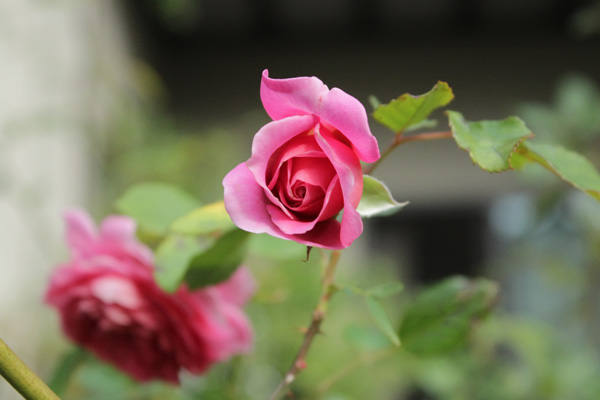 f:id:mio20100501:20201012095307j:plain f:id:mio20100501:20201012095307j:plain