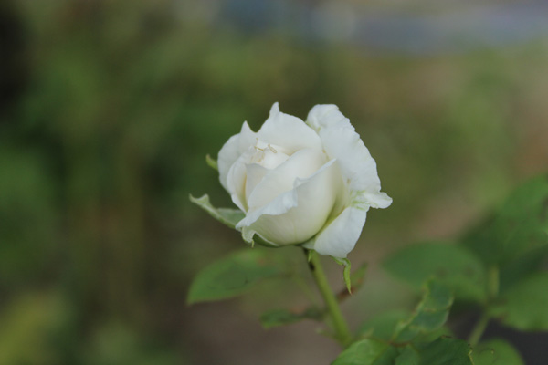 f:id:mio20100501:20201013063137j:plain f:id:mio20100501:20201013063137j:plain