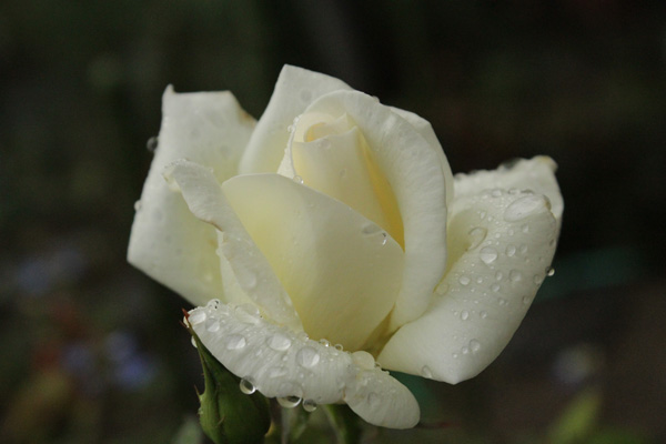 f:id:mio20100501:20201013080950j:plain f:id:mio20100501:20201013080950j:plain