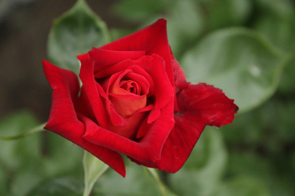 f:id:mio20100501:20210516072800j:plain