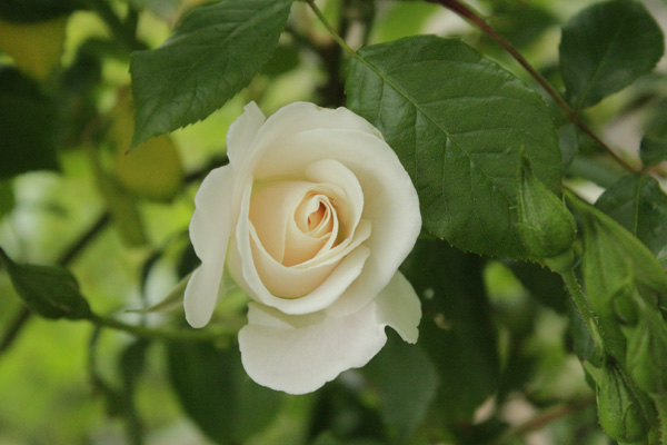 f:id:mio20100501:20210516072833j:plain