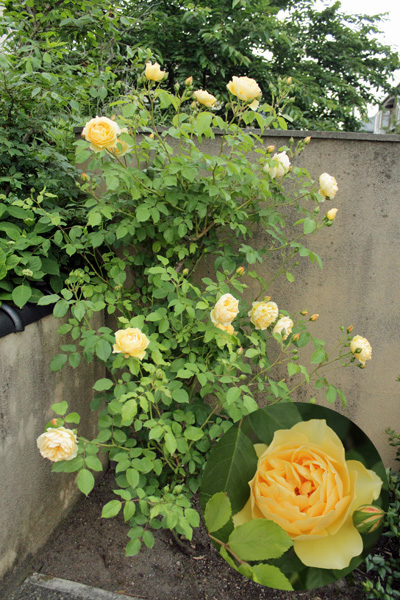 f:id:mio20100501:20210525201240j:plain