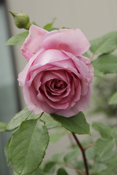 f:id:mio20100501:20210525203126j:plain