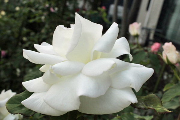f:id:mio20100501:20210528181055j:plain