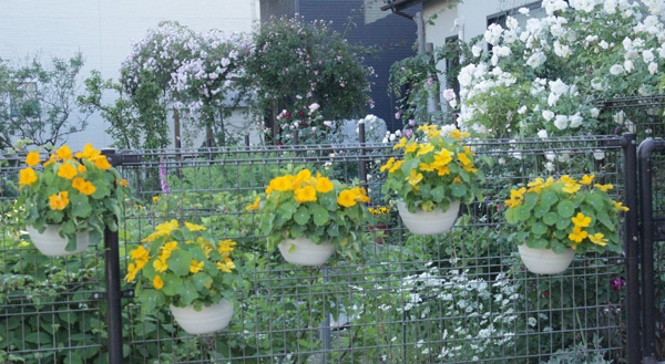 f:id:mio20100501:20210530173704j:plain