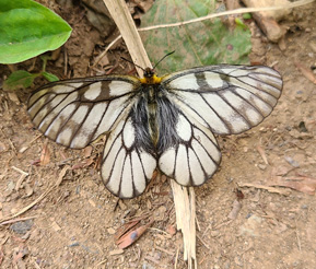 f:id:mio20100501:20210603201357j:plain