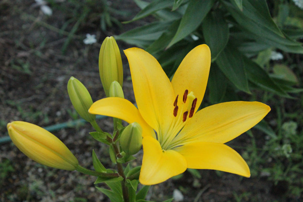 f:id:mio20100501:20210626180348j:plain