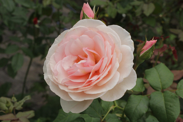 f:id:mio20100501:20210629093830j:plain