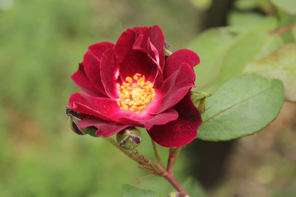 f:id:mio20100501:20210629093858j:plain