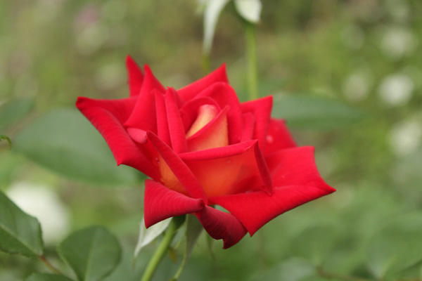 f:id:mio20100501:20210629093914j:plain