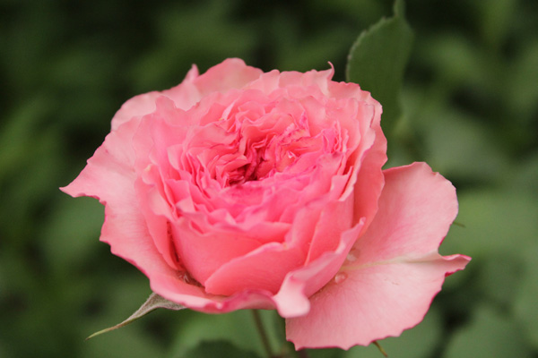 f:id:mio20100501:20210629093929j:plain