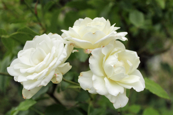 f:id:mio20100501:20210629094432j:plain