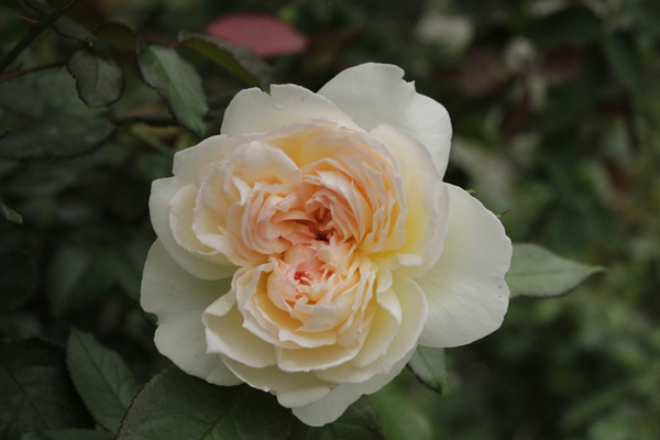 f:id:mio20100501:20210629094445j:plain