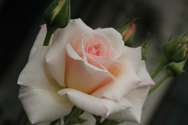 f:id:mio20100501:20210629100606j:plain