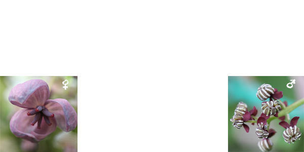 画像の説明