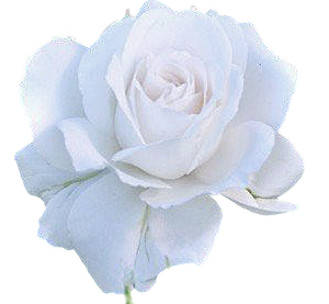 f:id:mio20100501:20211117142935p:plain
