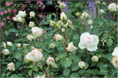 f:id:mio20100501:20211212175658j:plain
